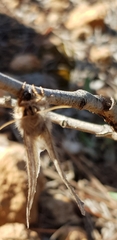 Lepidoptera