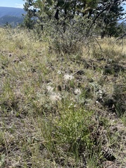 Clematis hirsutissima