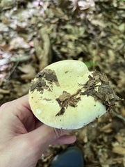 Lactifluus piperatus