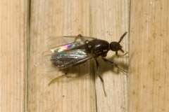 Scatopsidae