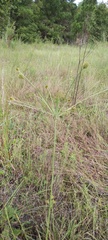 Cyperus plukenetii