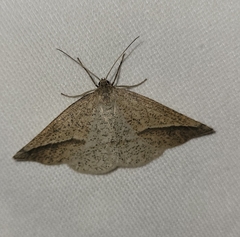 Lychnosea intermicata