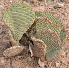 Opuntia basilaris basilaris