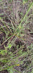 Cyperus plukenetii