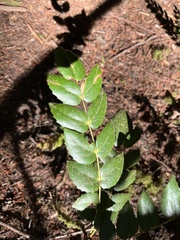 Berberis nervosa
