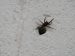 Segestria florentina
