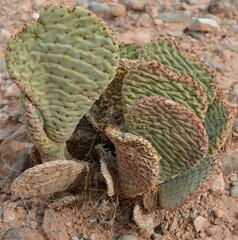 Opuntia basilaris basilaris