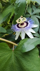 Passiflora caerulea