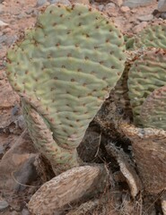 Opuntia basilaris basilaris