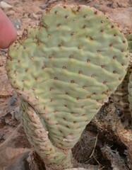 Opuntia basilaris basilaris
