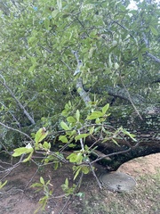 Sideroxylon lanuginosum