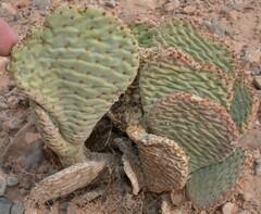 Opuntia basilaris basilaris