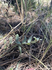 Mertensia lanceolata
