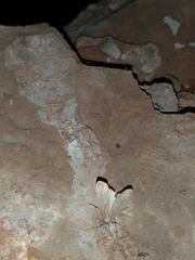 Tathorhynchus exsiccata