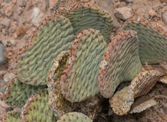 Opuntia basilaris basilaris