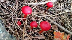 Hygrocybe coccinea