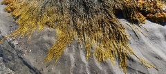 Ascophyllum nodosum