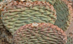 Opuntia basilaris basilaris