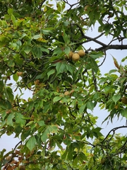 Aesculus × carnea