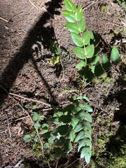 Berberis nervosa