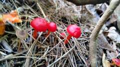 Hygrocybe coccinea