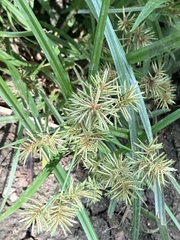 Cyperus odoratus