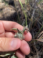 Mertensia lanceolata