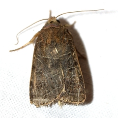 Orthodes majuscula