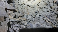 Eumodicogryllus bordigalensis