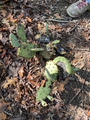 Opuntia macrorhiza