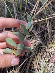 Mertensia lanceolata