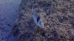 Diplodus vulgaris