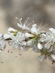Eriogonum wrightii membranaceum