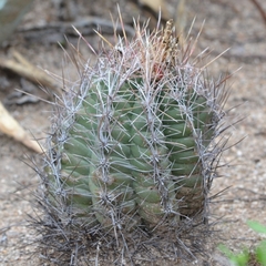Thelocactus bicolor bicolor