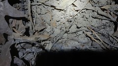 Eumodicogryllus bordigalensis