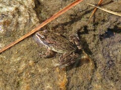 Rana luteiventris