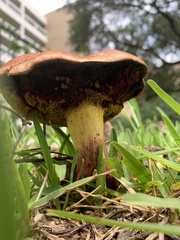 Hortiboletus rubellus