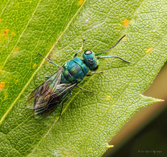 Chrysididae