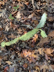 Opuntia macrorhiza