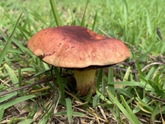 Hortiboletus rubellus