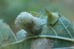 Celticecis spiniformis