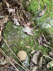 Scleroderma areolatum