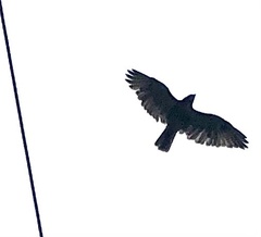 Buteo jamaicensis