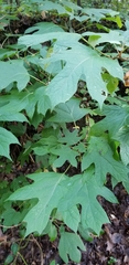 Hydrangea quercifolia