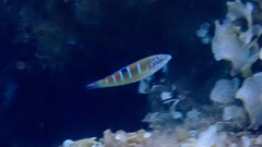 Thalassoma pavo