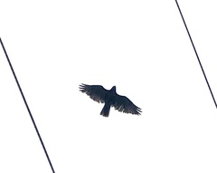 Buteo jamaicensis