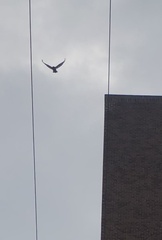 Buteo jamaicensis