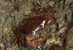 Pseudothelphusidae