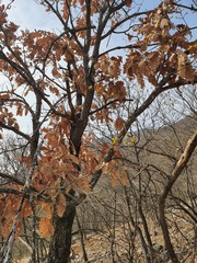 Quercus cerris