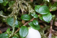 Gaultheria hispidula